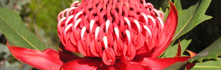 Stories| Waratah