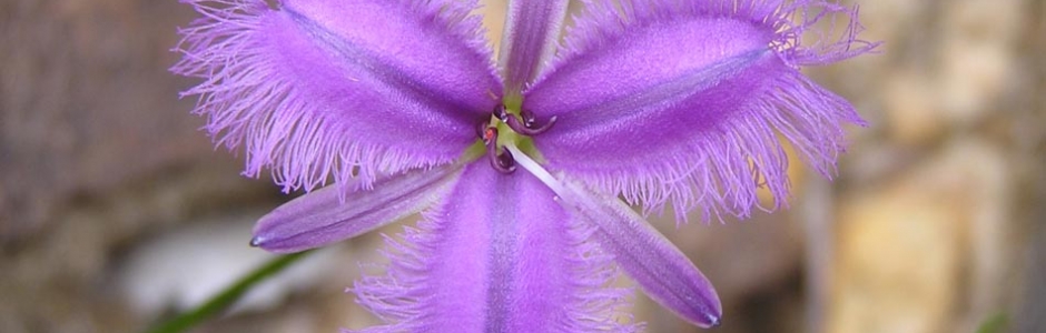 Alan & Dianne Page| Common Fringe Lily