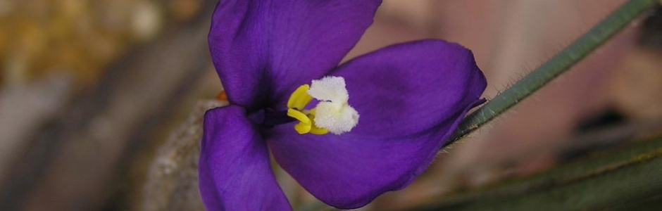 Alan & Dianne Page| Dwarf Purple Flag 