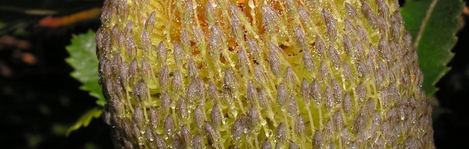 Alan & Dianne Page| Old Man Banksia