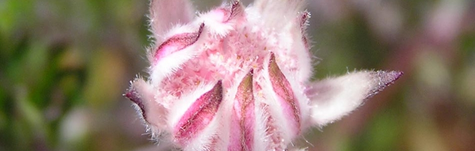 Alan & Dianne Page| Pink Flannel Flower