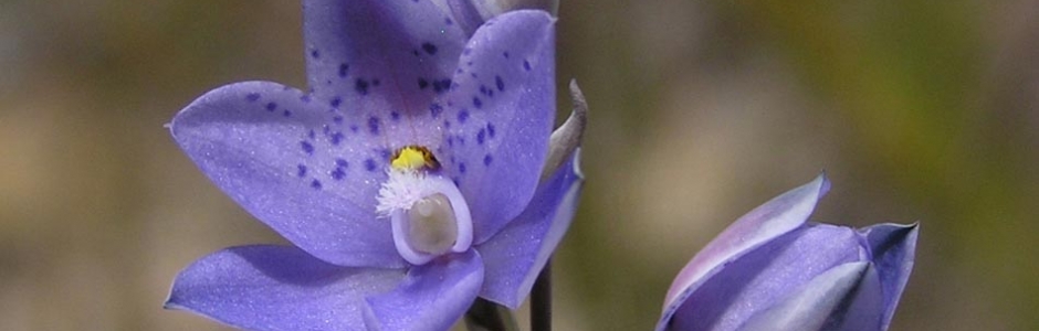 Alan & Dianne Page| Spotted Sun Orchid