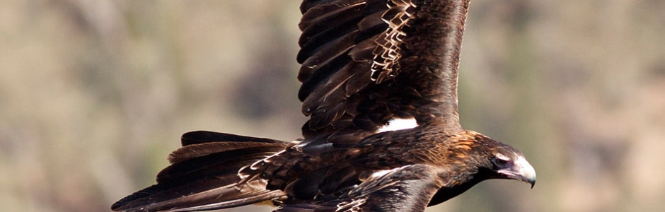 Stories| Wedge-Tailed Eagle